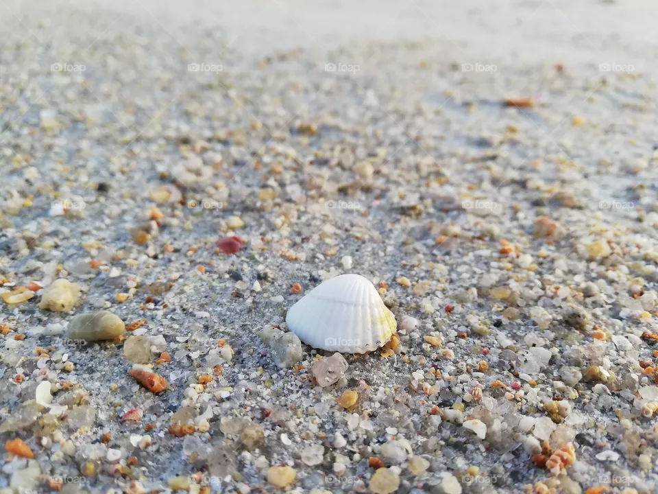 Sable et coquillage