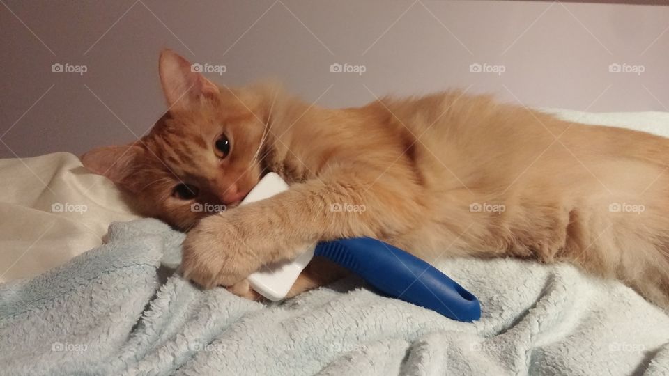 Tobi loves to be brushed