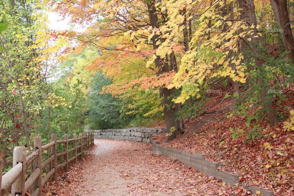 Gorgeous autumn in the park