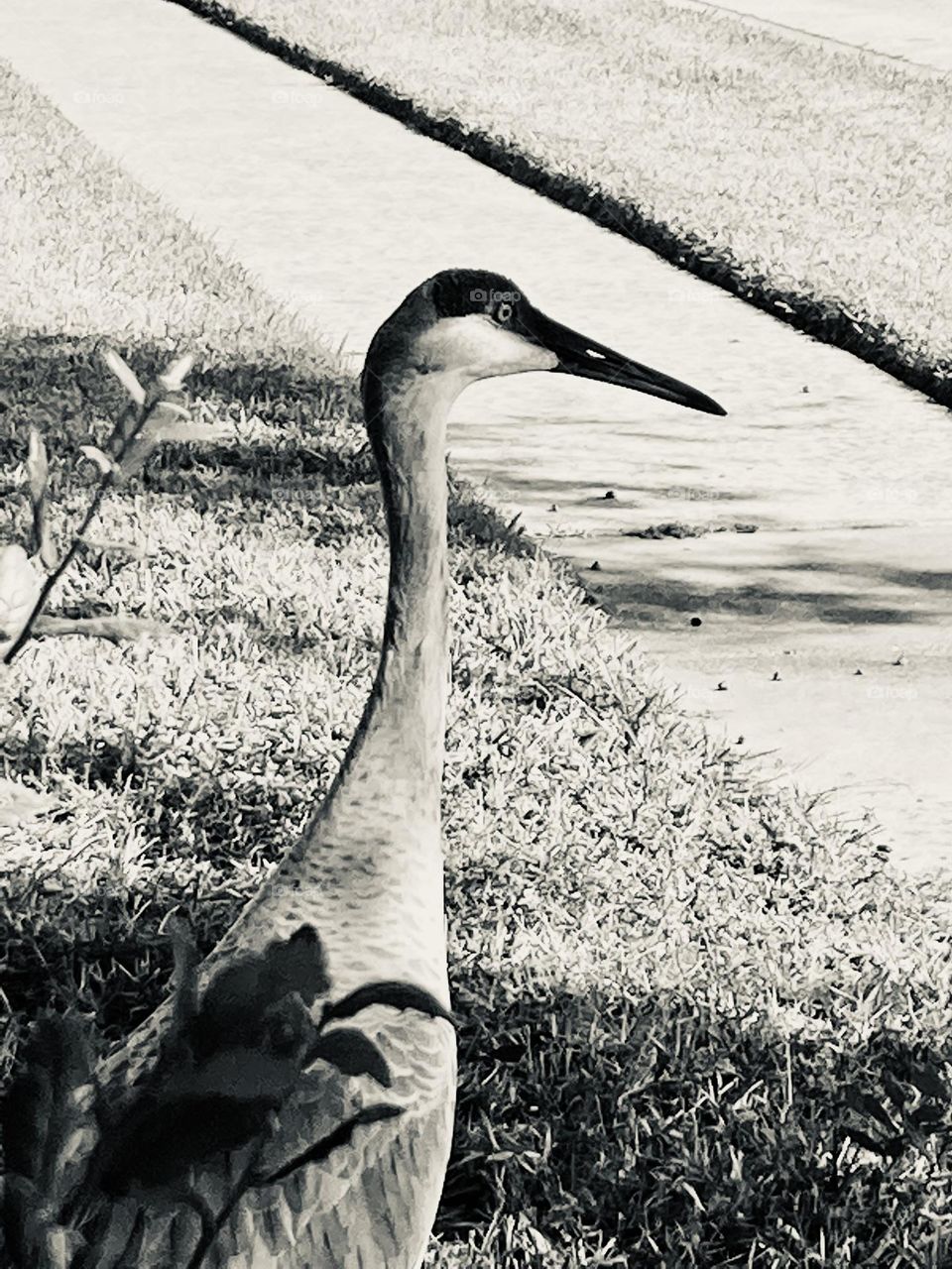 Sandhill crane