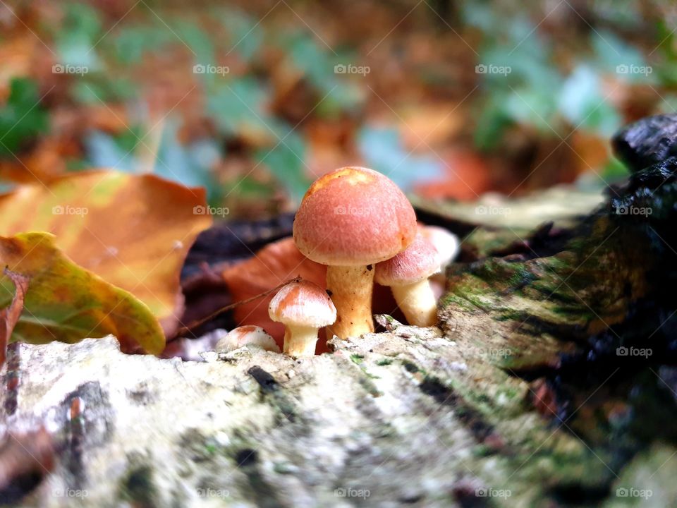 Mushroom family in the birch tree