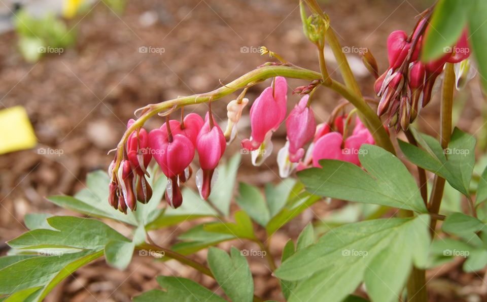 Bleeding heart 