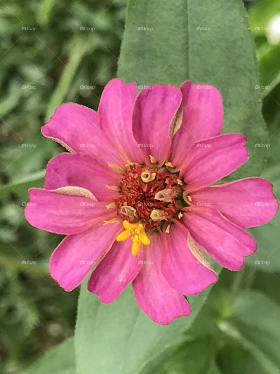 Pink flower