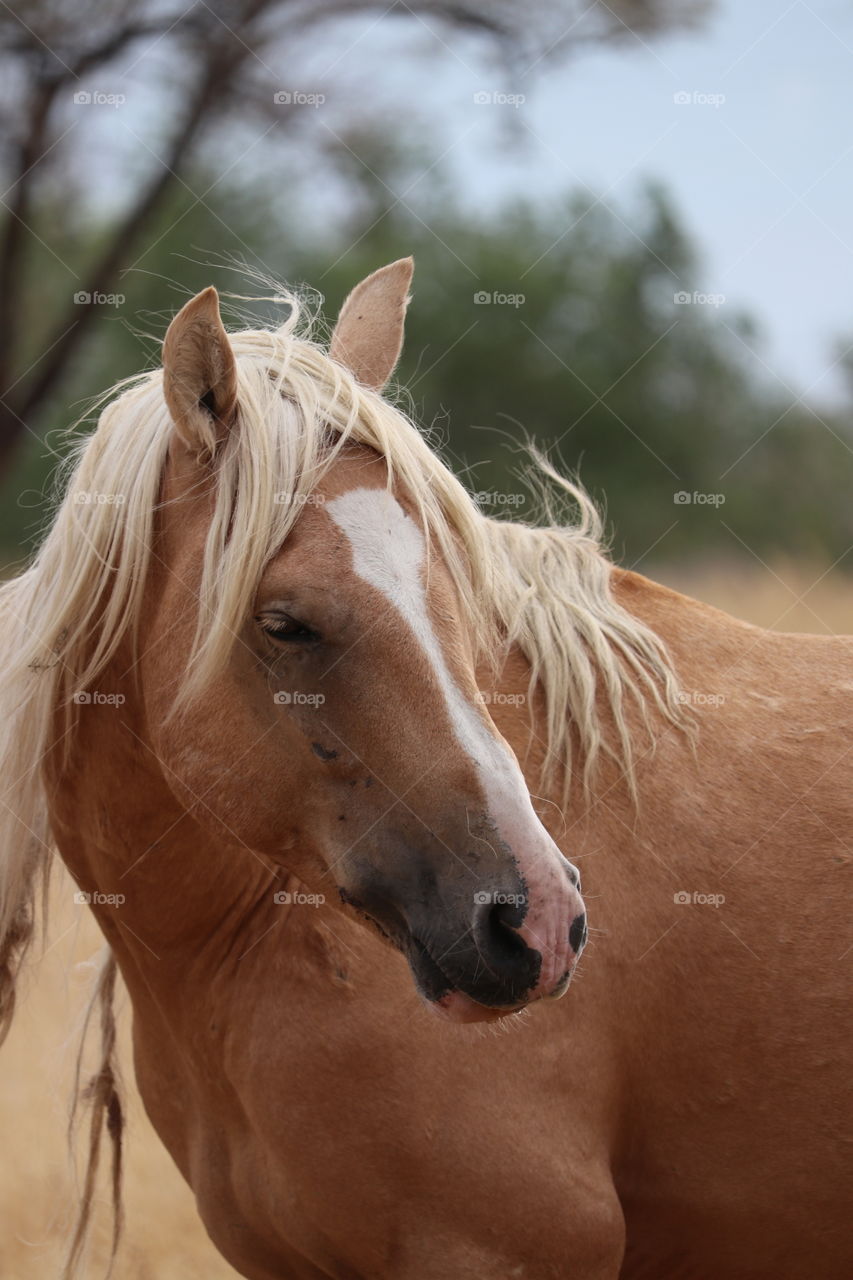 Handsome closeup shot Wild Palomino stallion in Nevada 