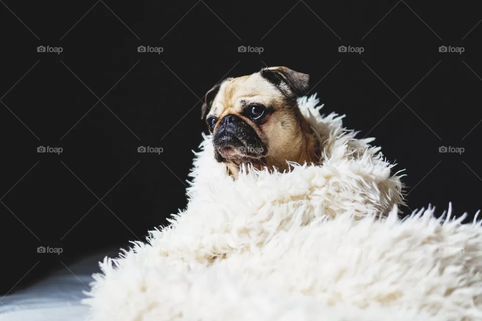 dog03