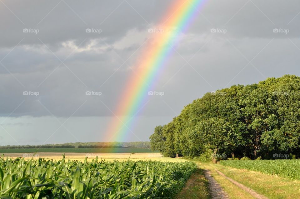 Regenbogen