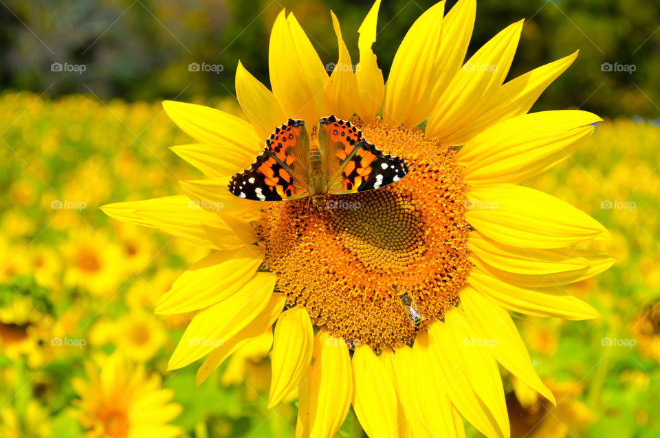 Monarch butterfly and bee resting on a sunflower in a sunflower field