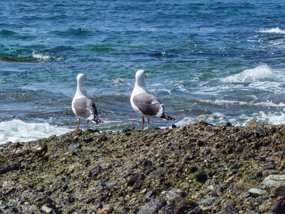 Seagulls