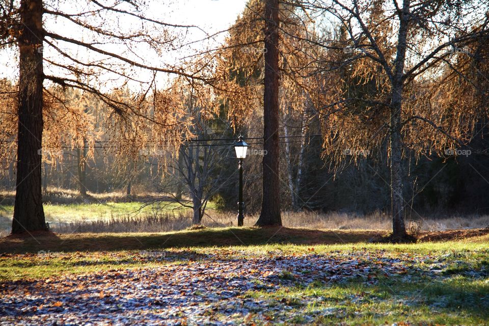 Autumn in the park 