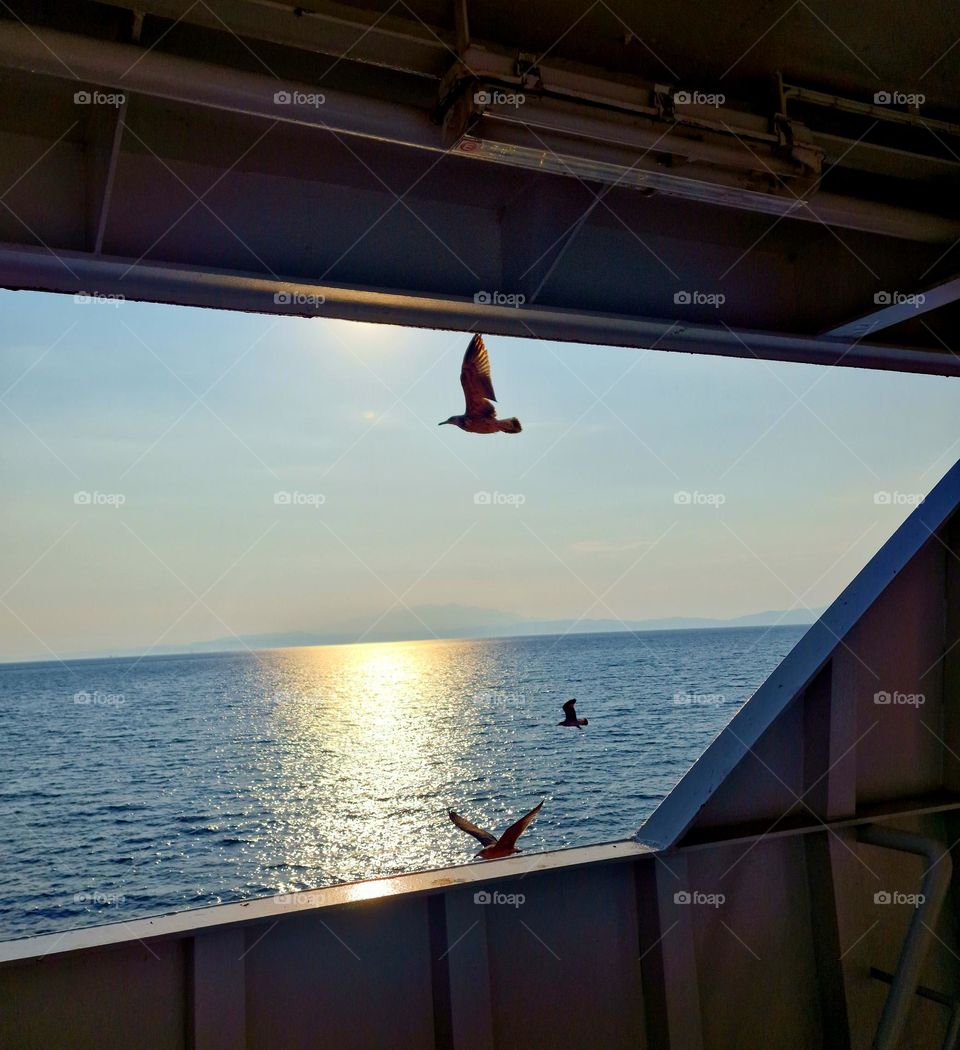 seagulls flying after the ship