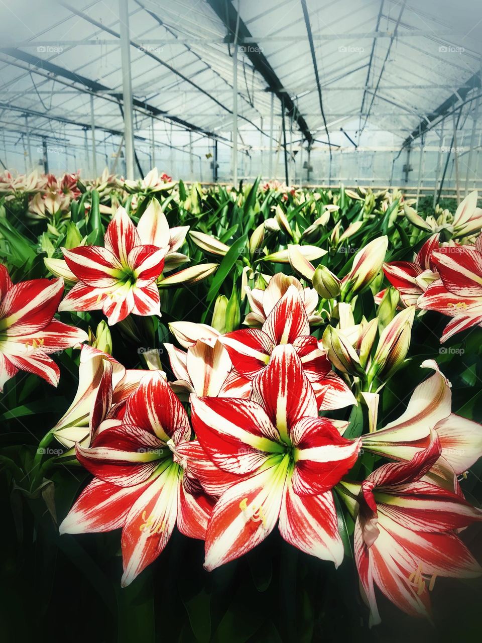 Amaryllis