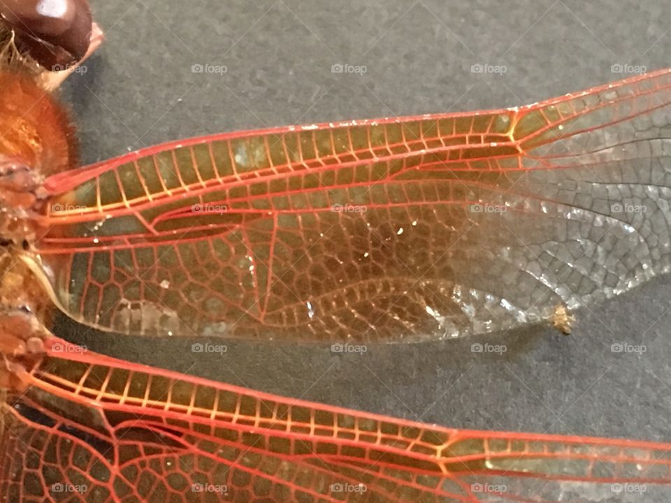 Dragonfly - wing
