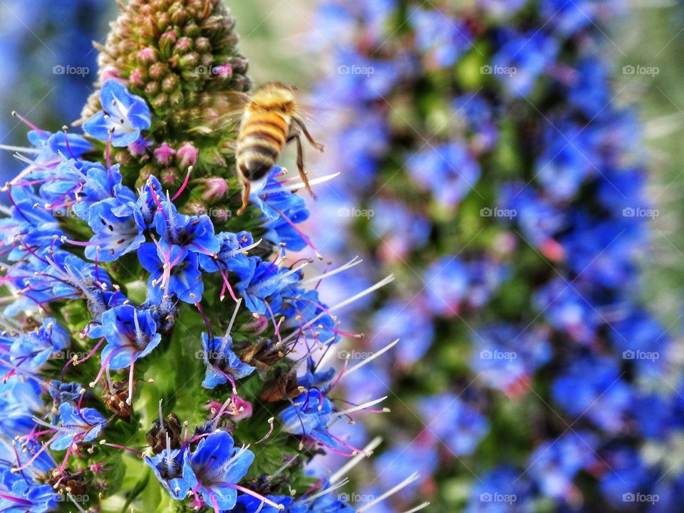 Honey Bee Hard At Work. Bee pollinating a blue flower