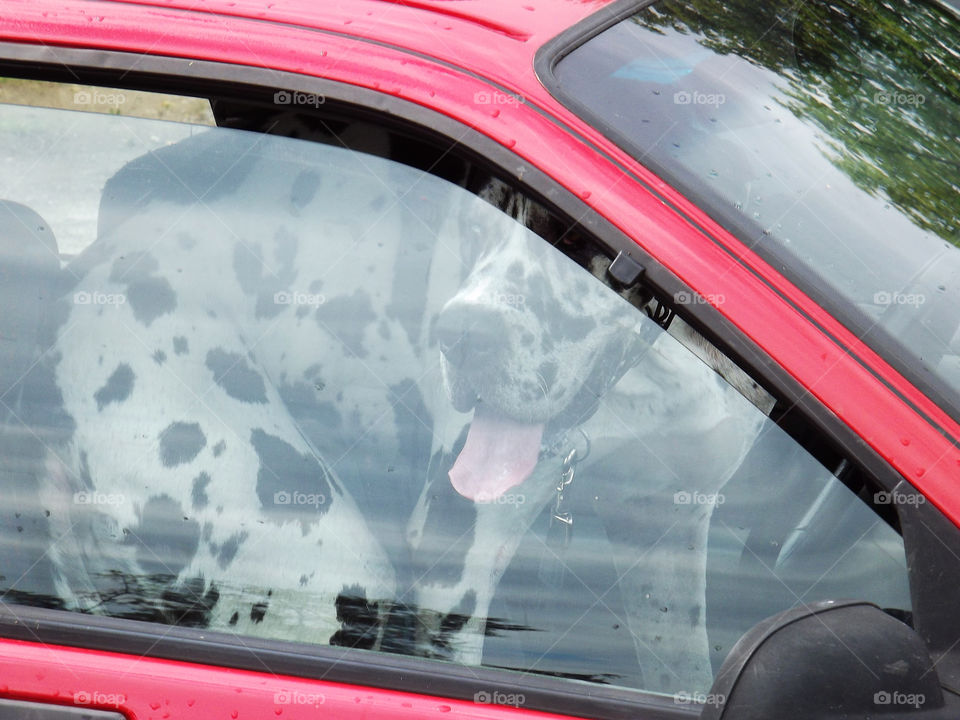 big dog sitting in a closed car