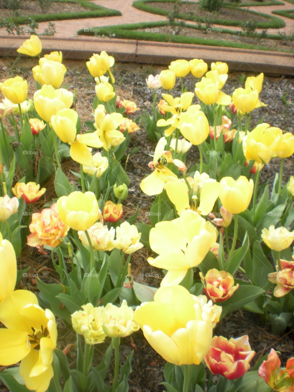tulip garden . Biltmore Estate gardens 