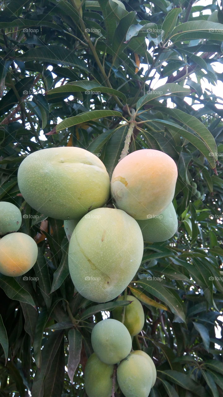 Fruit, Leaf, Nature, Tropical, Tree