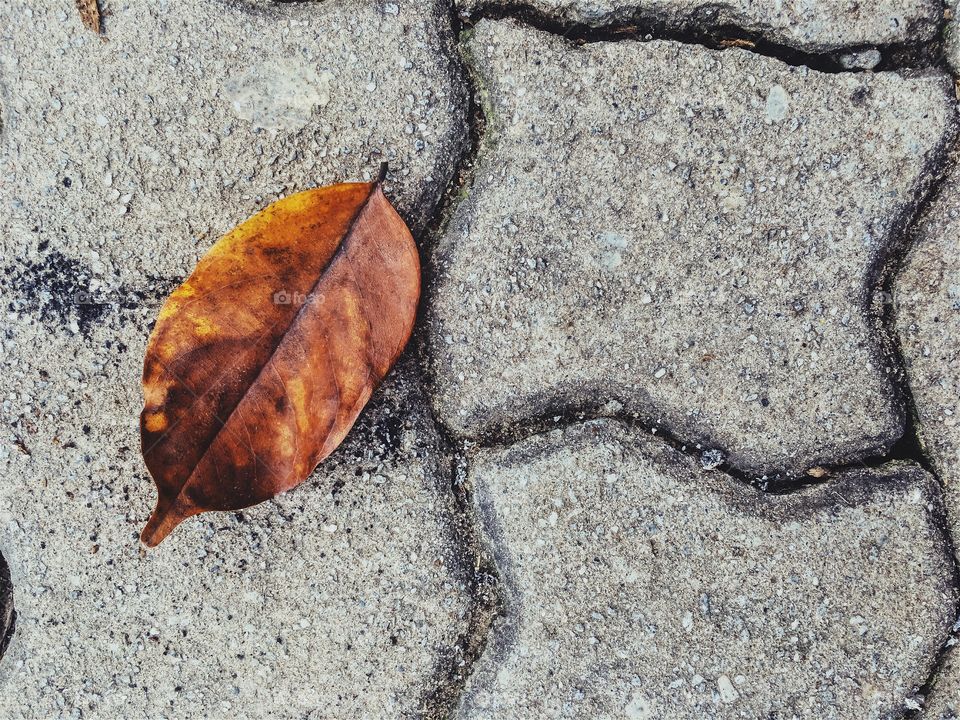 Dried leaf on pedestrian floor 