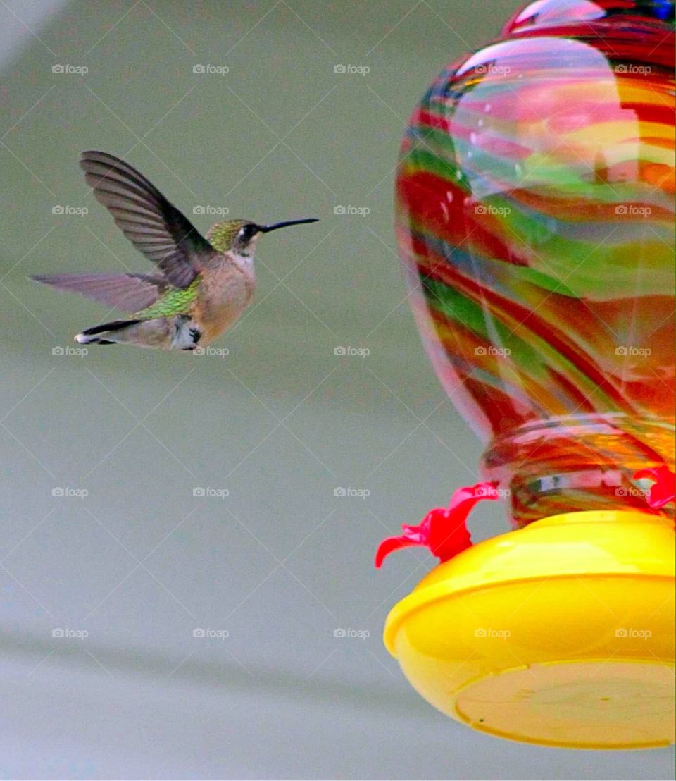 Hummingbird in Flight. Pretty hummingbird spreading its wings. 