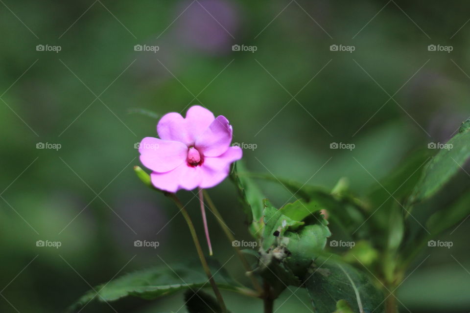 purple flower with blurred background