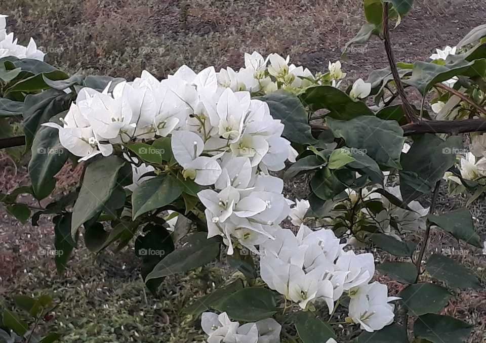 white flower in forest