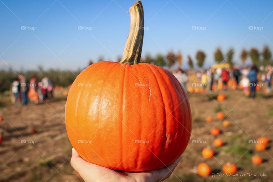 finding your perfect pumpkin at the patch