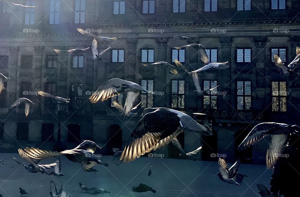 Pigeons in Amsterdam 