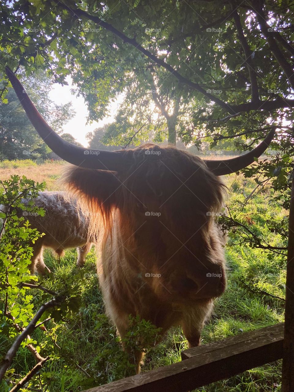 🐂