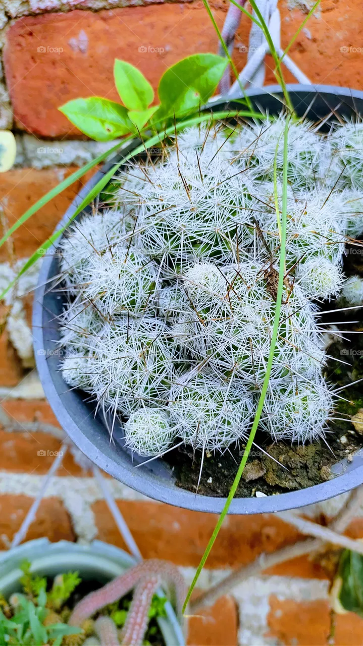 Portrait of a Plant