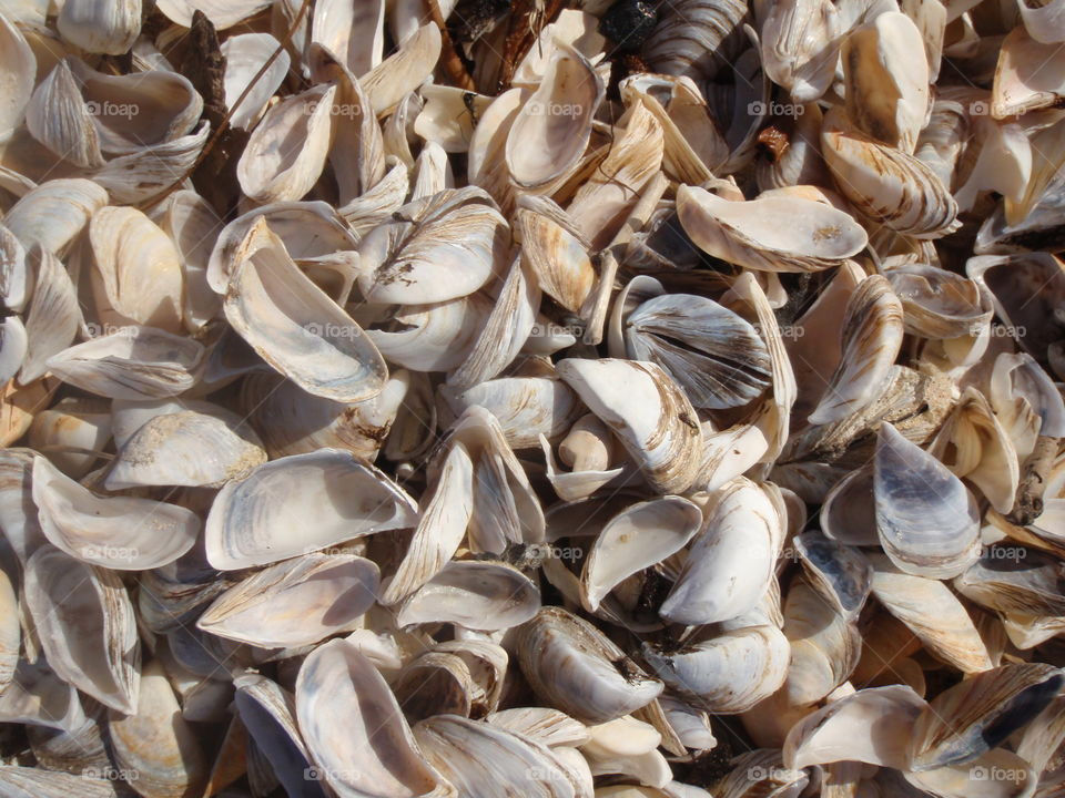 Zebra mussels. Sun bleached zebra mussels