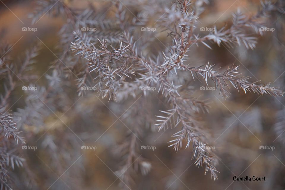 Close up of my baby pine tree needles