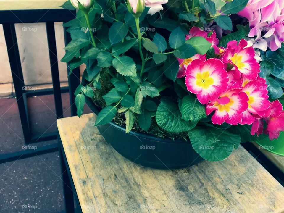 Flowers 
