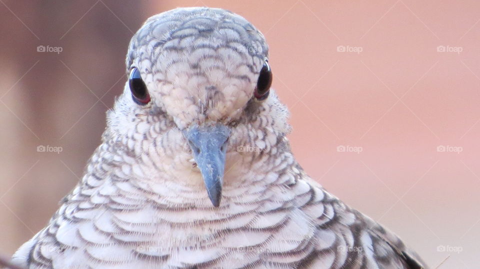 macro feathers
birds, macro, photo, mission, foap,
success, valdemira24