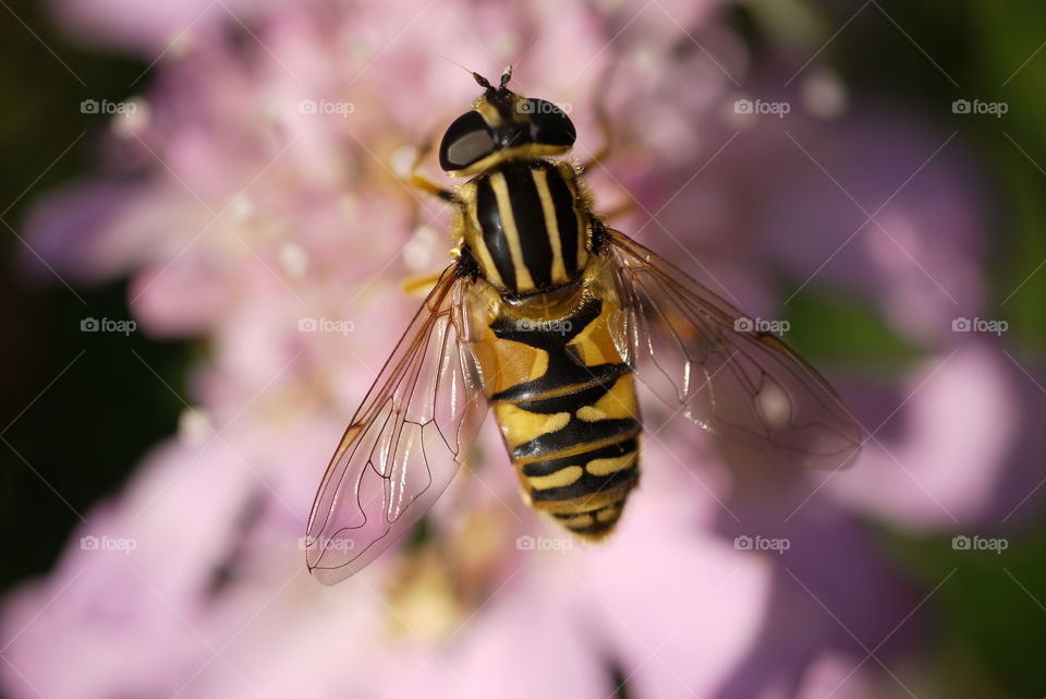 Close-up of honey bee on flower