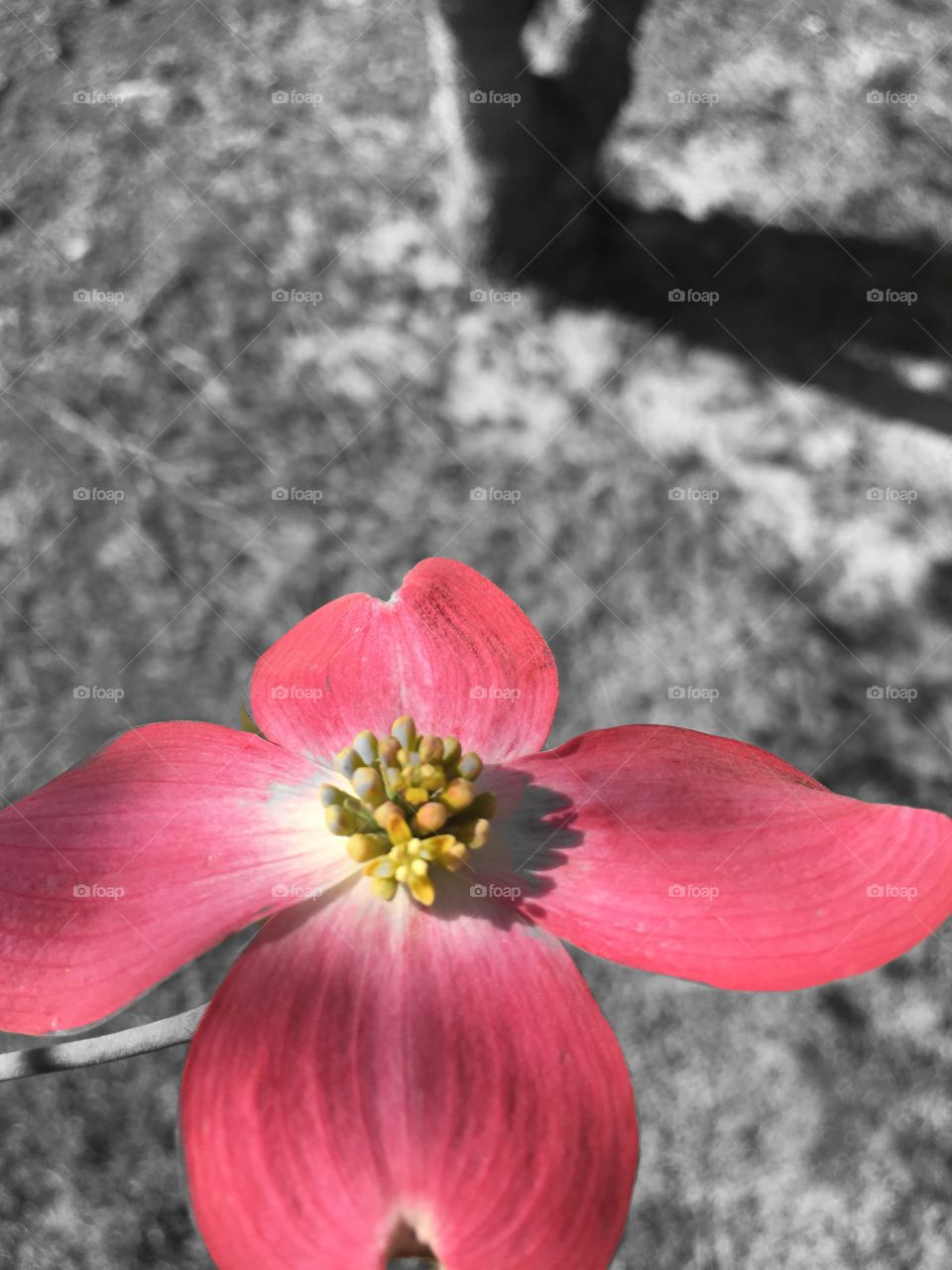 Pink dogwood flower in b&w background 