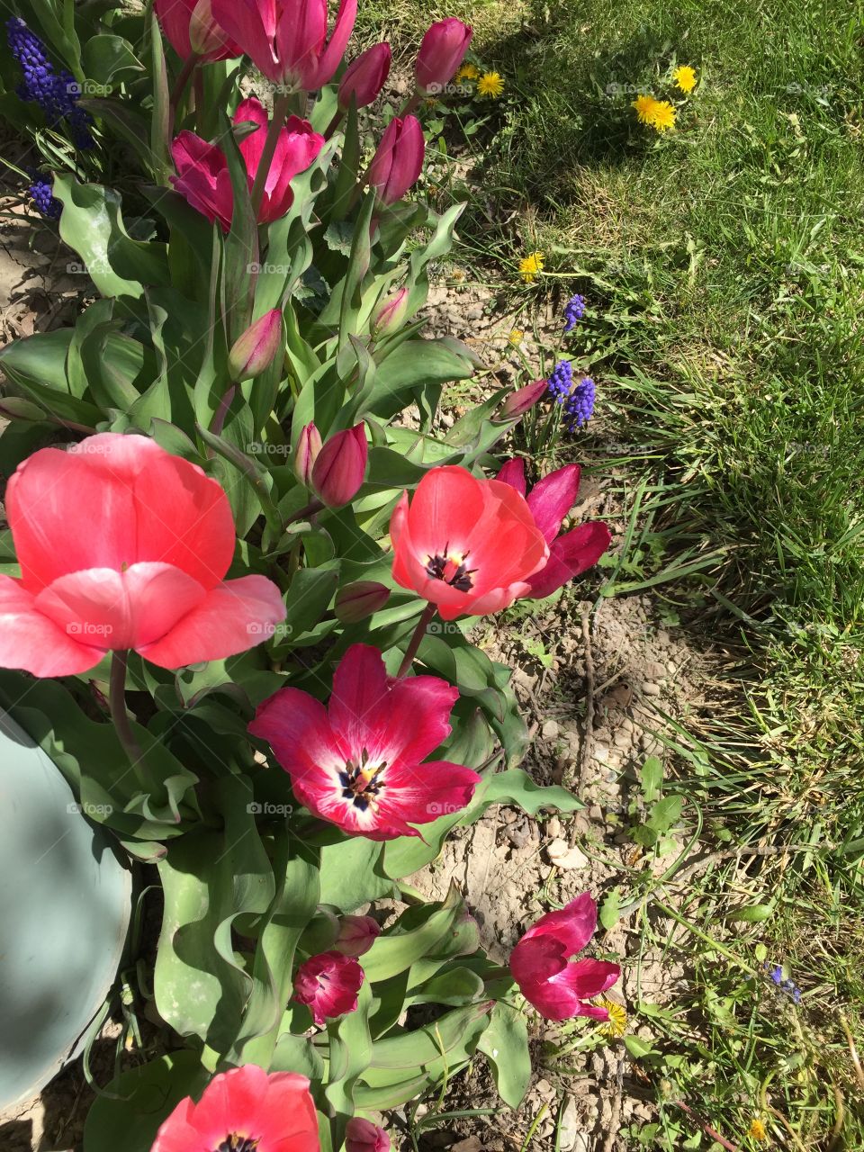 Pink Tulips, Pink And Dark Pink Flowers, Blooming Pink Tulips and Gorgeous Purple Flowers. 