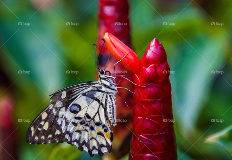 Butterfly on plant