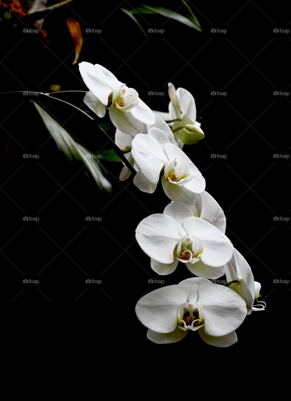 Dramatic portrait white orchid