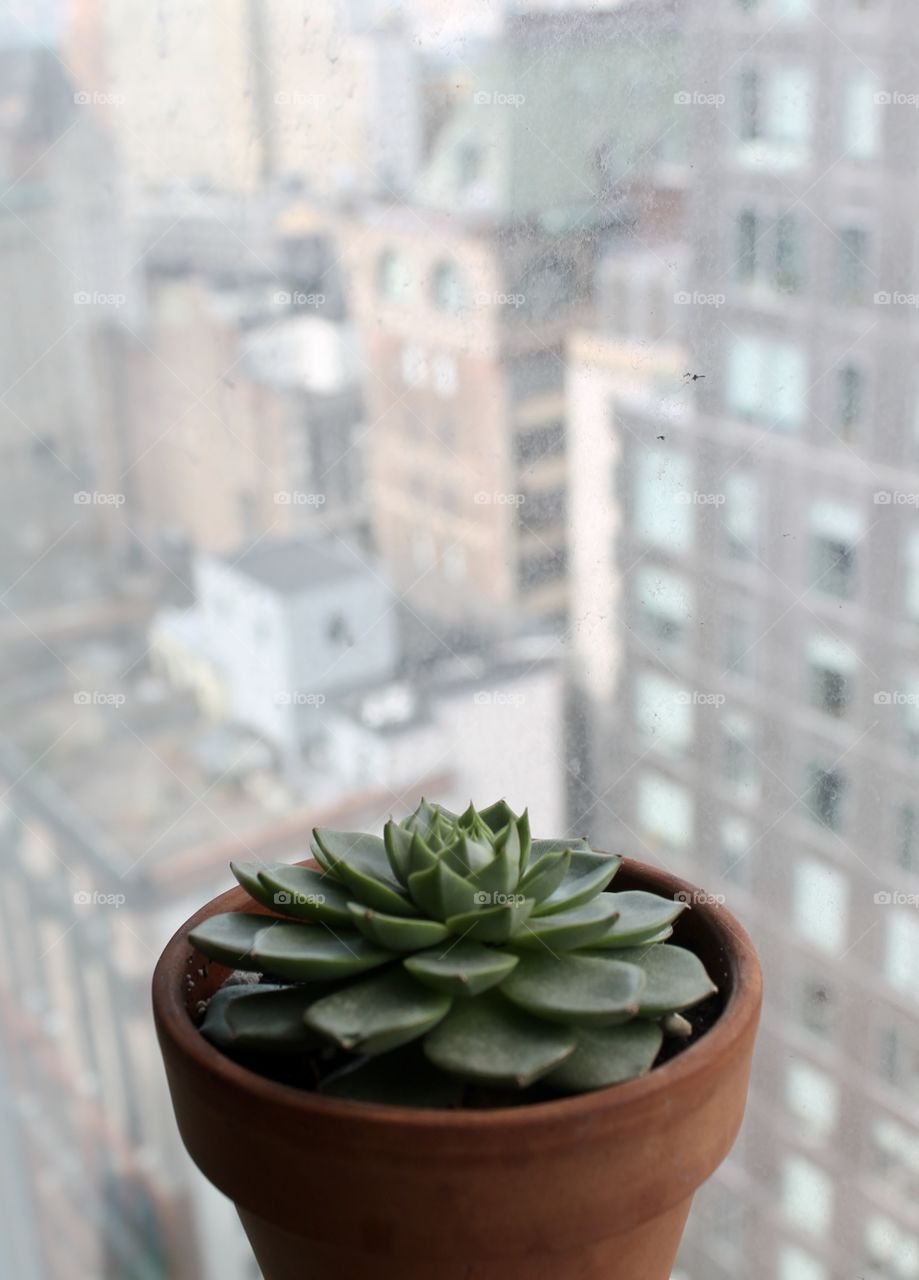 Close-up of succulent plant
