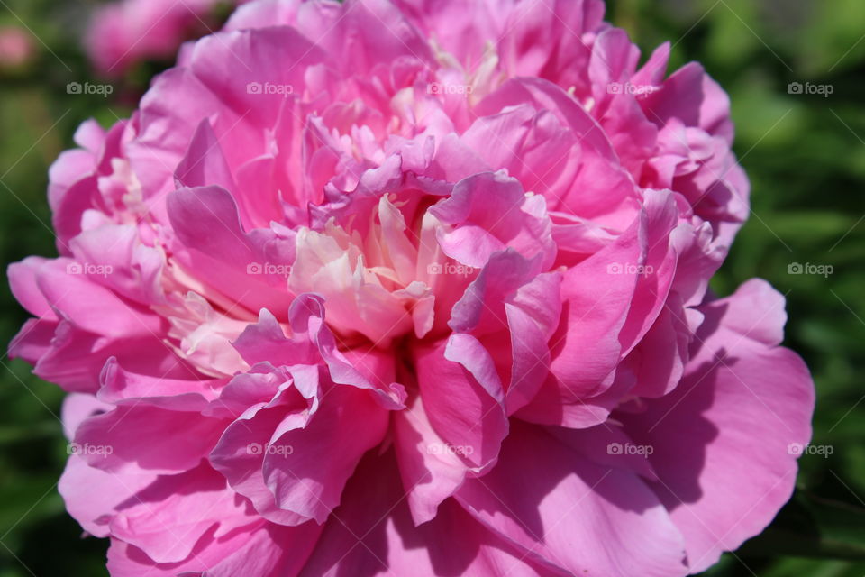 Peony