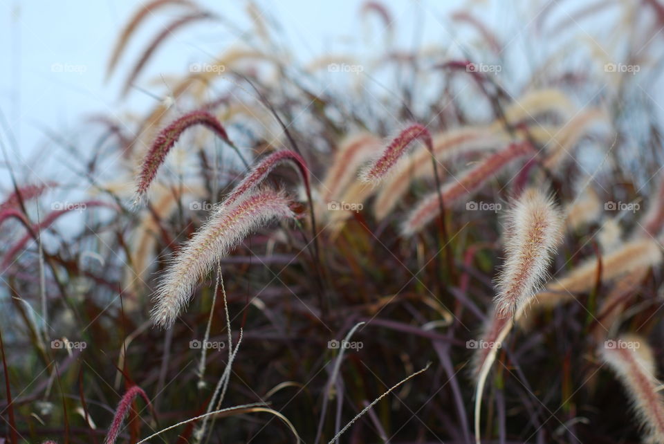 Plants