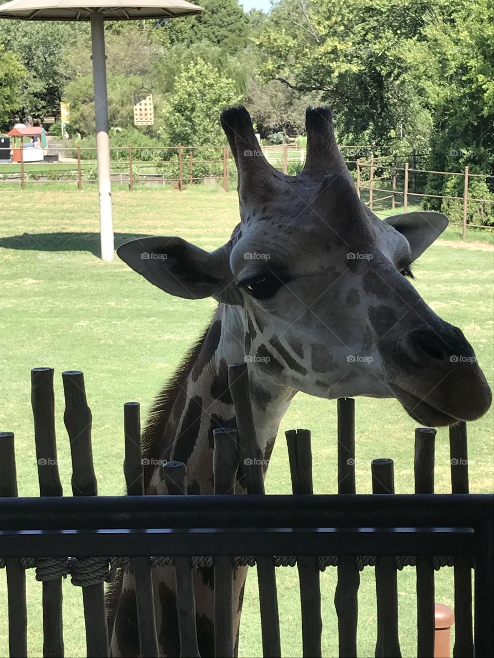 Giraffe, here’s looking at you kid