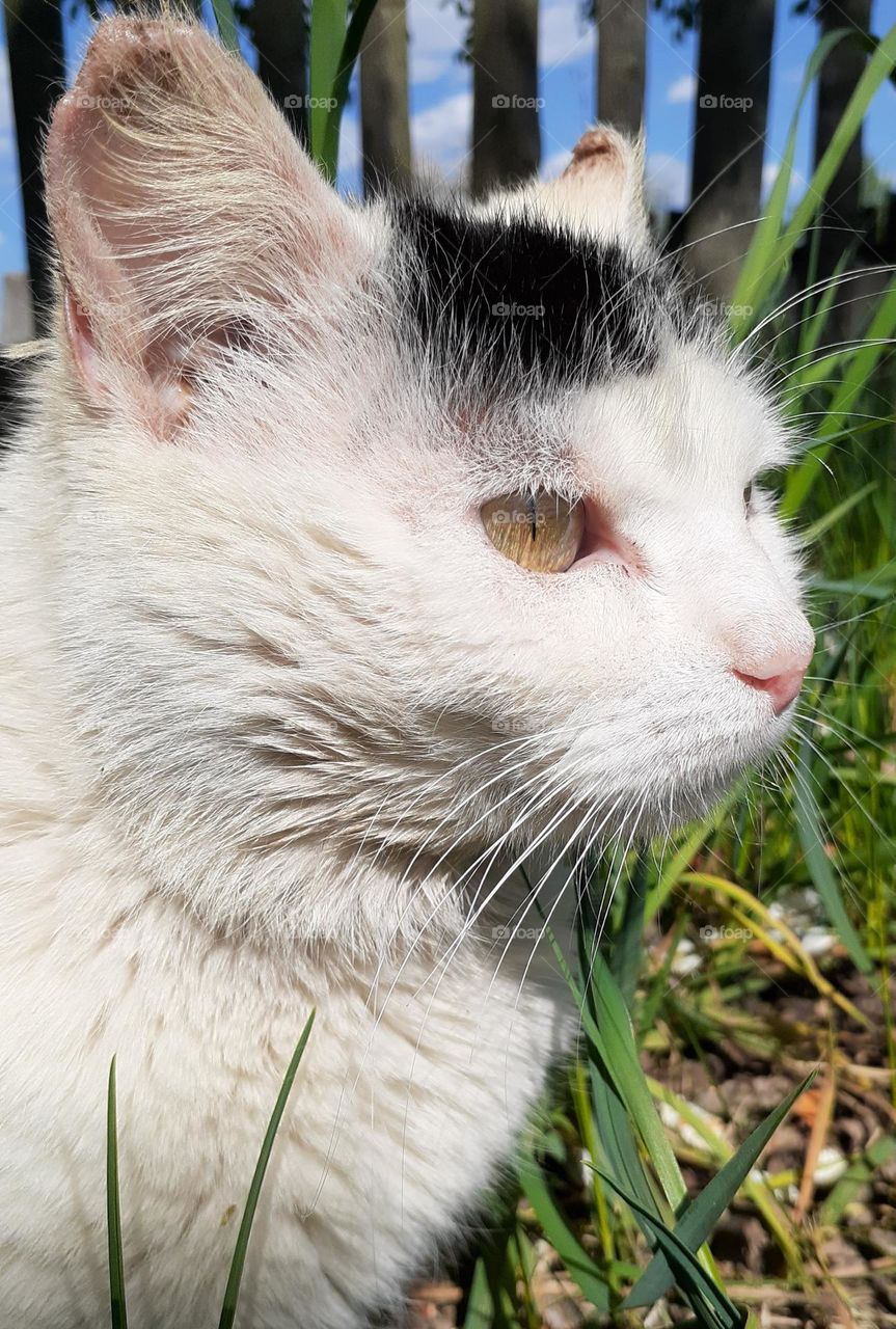 Angry white cat with green eyes