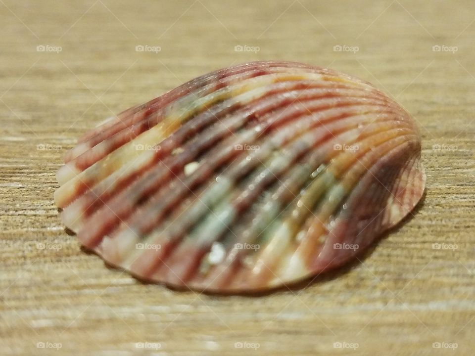 pink color story - Atlantic shell