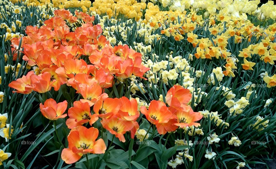 flowers tulips