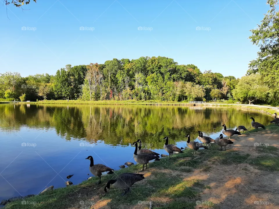 Geese. Lake