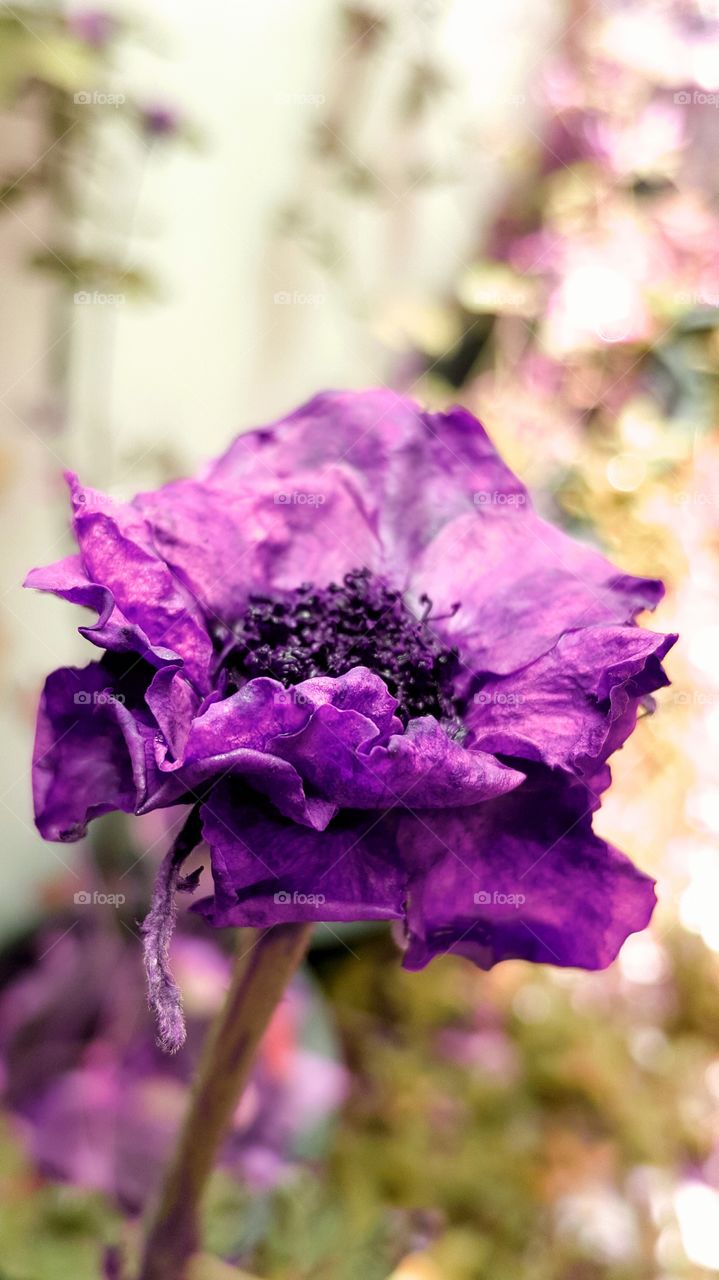 #rose , #dried, #flowers , #purple