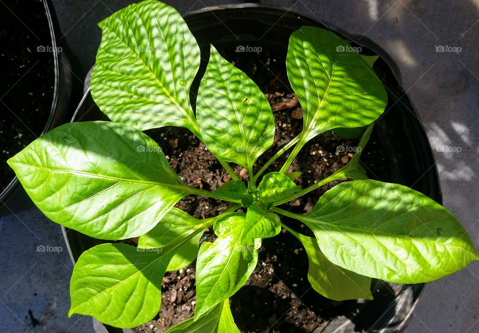 Pepper plant with shadow