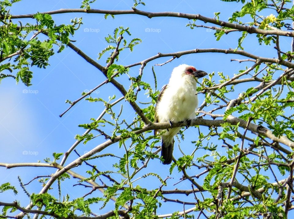 Nature, Bird, Tree, No Person, Wildlife