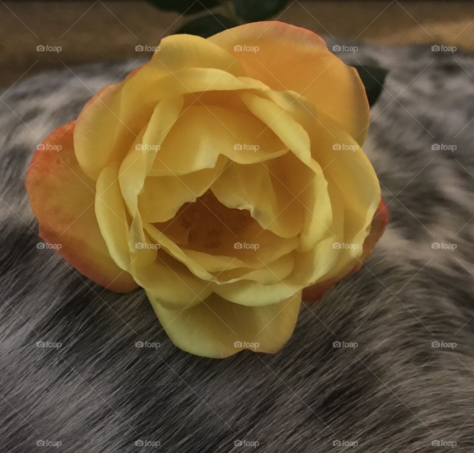 Home grown yellow rose and dog