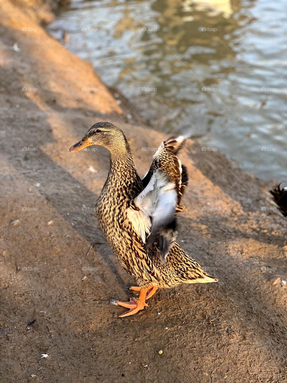 🦆
